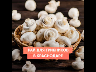 paradise for mushroom pickers in krasnodar