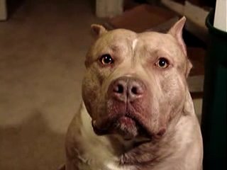 the most evil pit bull in the world